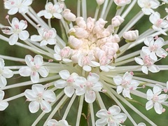 Trachymene composita composita