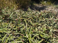 Lasiopetalum ferrugineum