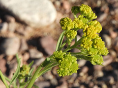 Hymenothrix wislizeni