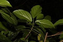 Dendrocnide photiniiphylla