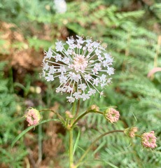 Trachymene composita composita