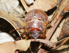 Melolonthinae