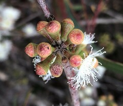 Eucalyptus falciformis