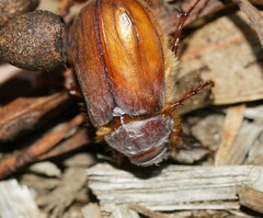 Melolonthinae
