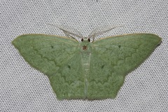 Maxates centrophylla