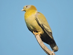 Treron phoenicopterus