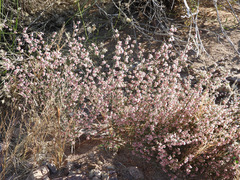 Eriogonum deflexum