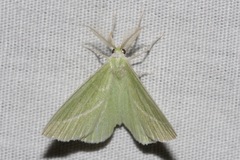 Iulops argocrana
