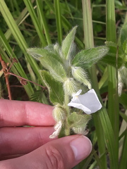 Pombalia calceolaria