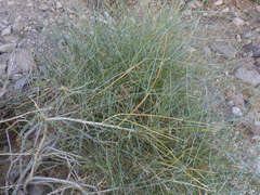 Ephedra aspera