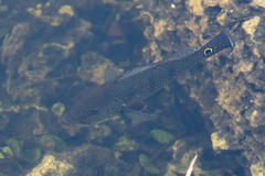 Cichla ocellaris