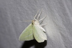 Iulops argocrana