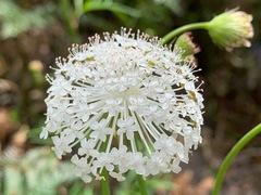 Trachymene composita composita