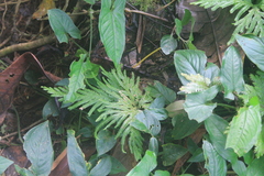 Selaginella involvens