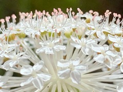 Trachymene composita composita