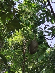 Annona muricata