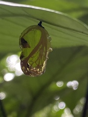 Euploea mulciber