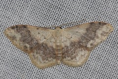 Idaea halmaea