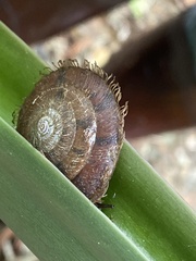 Plectotropis mackensii