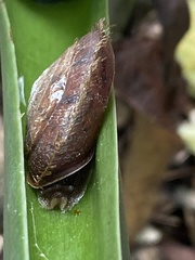 Plectotropis mackensii