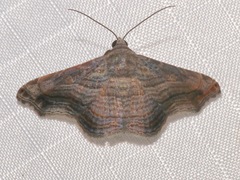 Tyrissa