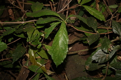 Sloanea australis