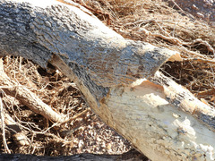 Parkinsonia florida