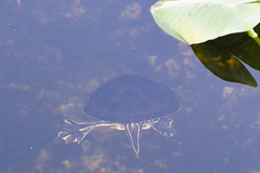 Pseudemys peninsularis