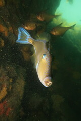 Meuschenia freycineti