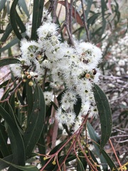 Eucalyptus falciformis