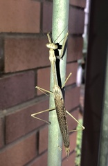 Archimantis latistyla