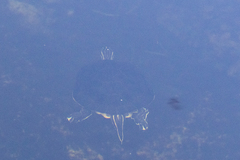 Pseudemys peninsularis