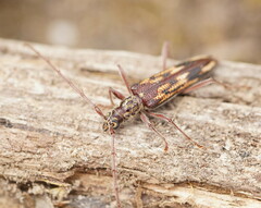Coptocercus rubripes
