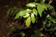 Meiogyne stenopetala