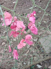 Bougainvillea glabra
