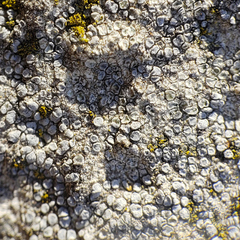 Myriolecis crenulata