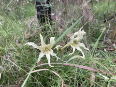 Gladiolus undulatus