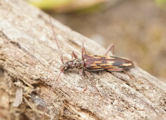 Coptocercus rubripes