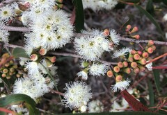 Eucalyptus falciformis