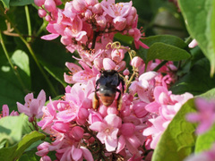 Apinae