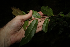 Meiogyne stenopetala