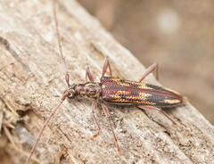 Coptocercus rubripes
