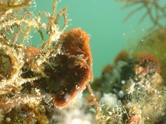 Watersipora subtorquata