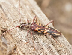 Coptocercus rubripes