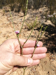 Lachnaea globulifera globulifera