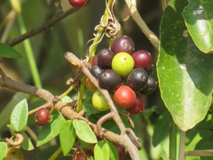 Smilax anceps