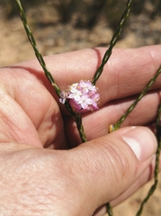 Lachnaea globulifera globulifera
