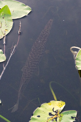 Lepisosteus platyrhincus