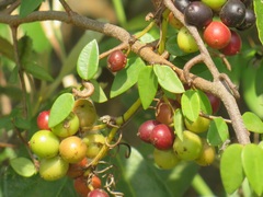 Smilax anceps