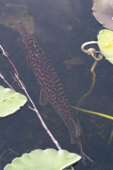 Lepisosteus platyrhincus